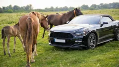 Interessante Tatsache, warum die Motorleistung in Pferdestärken gemessen wird.