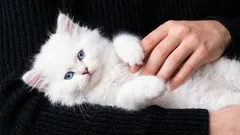 10 Gründe, warum du dir eine Katze zulegen solltest