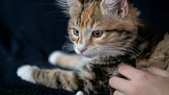 Können Katzen die menschliche Sprache verstehen? Was die Wissenschaft darüber sagt, wie sie Wörter und Stimmen wahrnehmen