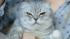 6 unerwartete Dinge, die Ihre Katze stark irritieren können