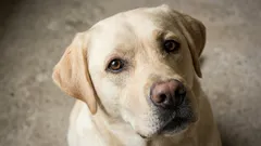 7 der gutmütigsten Hunderassen: Welche Tierärzte Familien mit Kindern und Ersthundebesitzern empfehlen