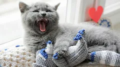 Warum läuft Ihre Katze im Haus umher und miaut – was will sie Ihnen damit sagen?