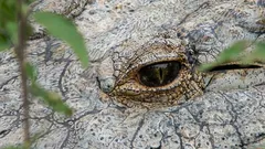 Das älteste Krokodil der Welt: So sieht dieses Naturwunder aus – der 124-jährige Henry