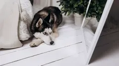 Warum Hunde sich im Spiegel nicht erkennen – und was das über ihre Intelligenz aussagt