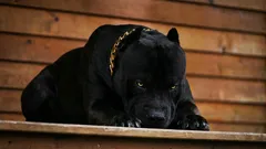 Die sechs mutigsten Hunderassen, die zu treuen Begleitern werden