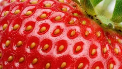 Wenige wissen es: Wie heissen die winzigen Körnchen auf Erdbeeren – und wozu sind sie gut?